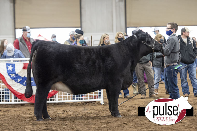 Junior National Simmental Heifers The Pulse