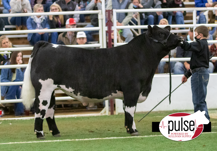 RCC Blog Grand Champion Steer at San Antonio Stock Show Sired By In
