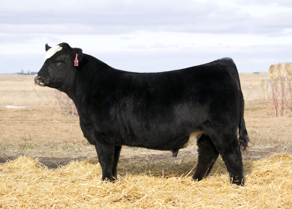 BLack Hills Stock Show Rapid City, SD Selling Friday Feb 5 / Sat