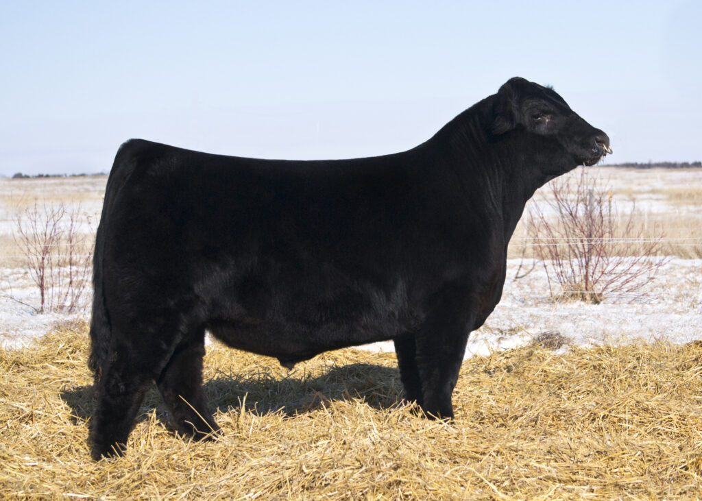 BLack Hills Stock Show Rapid City, SD Selling Friday Feb 5 / Sat