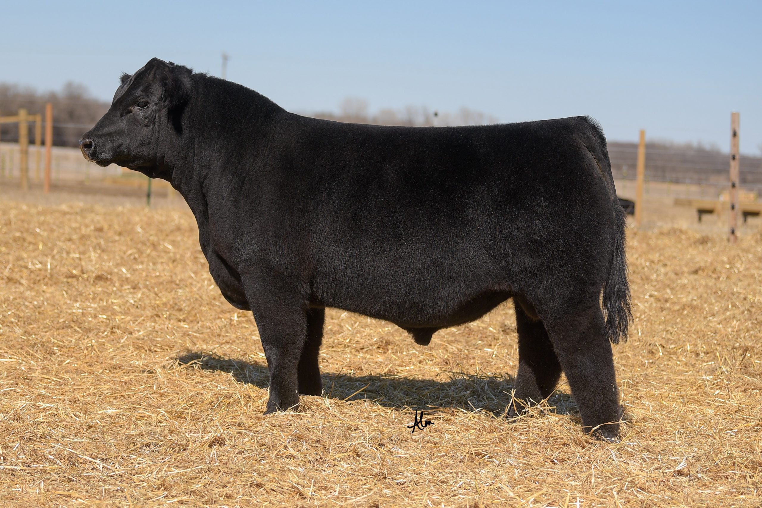 Rosebud Cattle Company & Robinson Cattle Online Bull & Genetics Sale ...