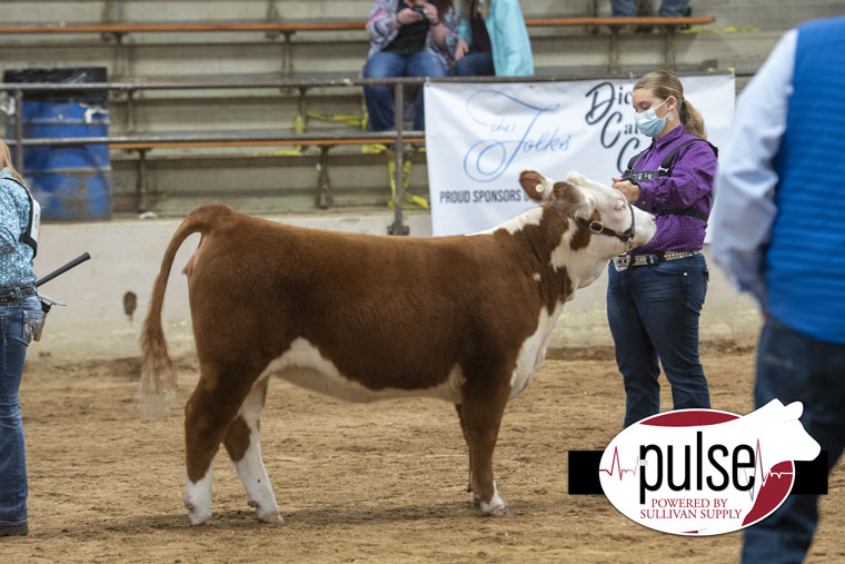 Ohio Beef Expo Miniature Hereford Heifers The Pulse