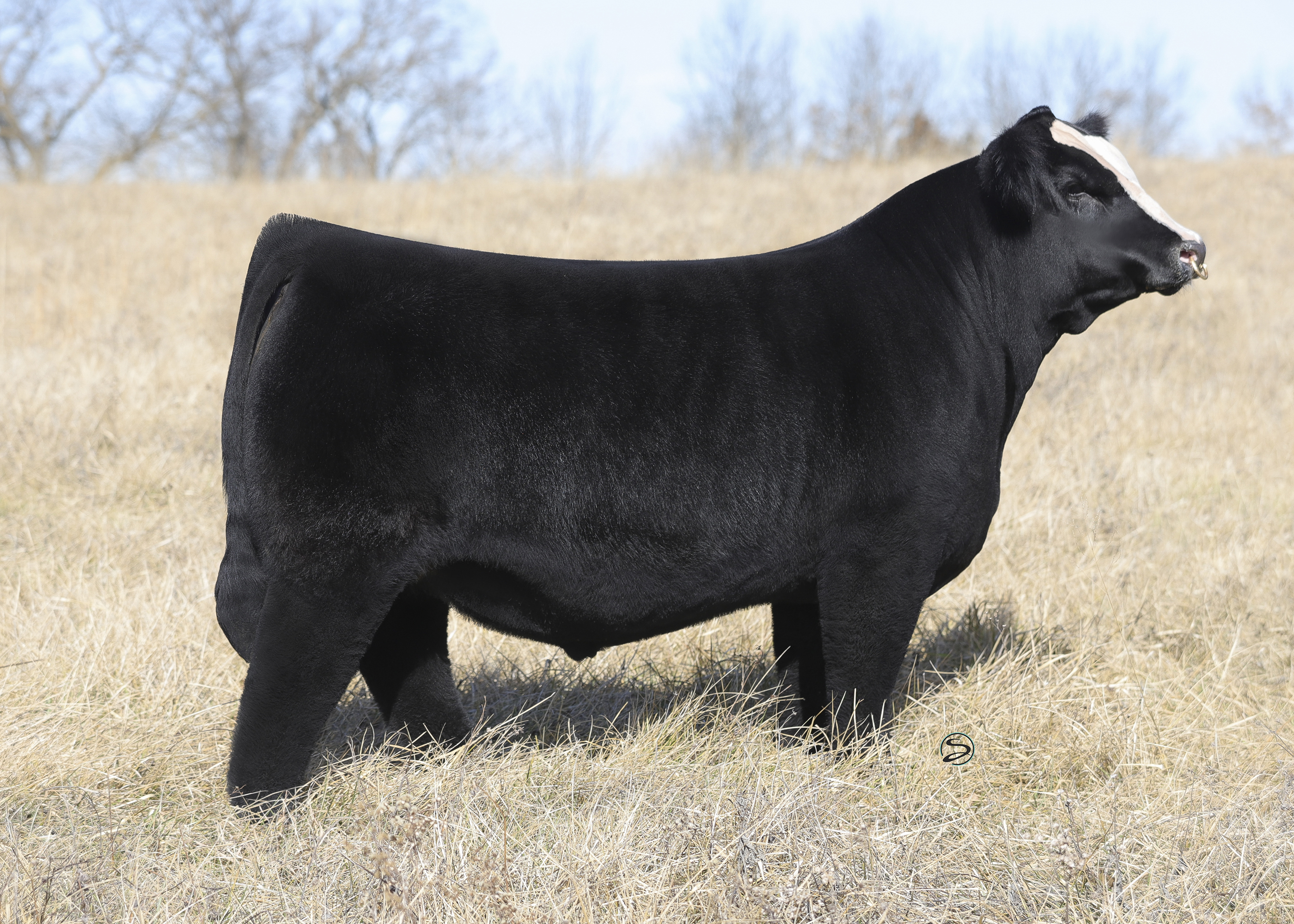 Lee Simmental Farms Bull Selling March 16 on Show Circuit Online Sales The Pulse
