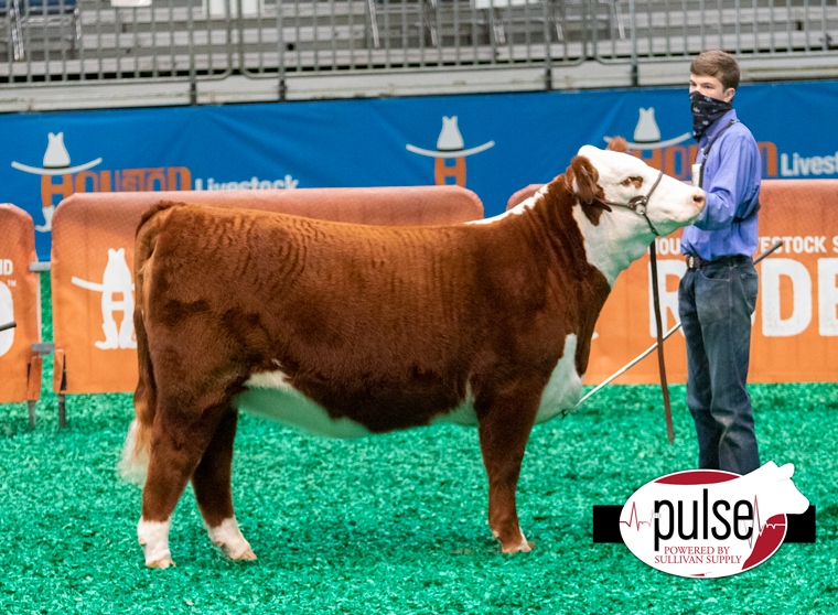 2021 Houston Livestock Show | British Heifers | The Pulse