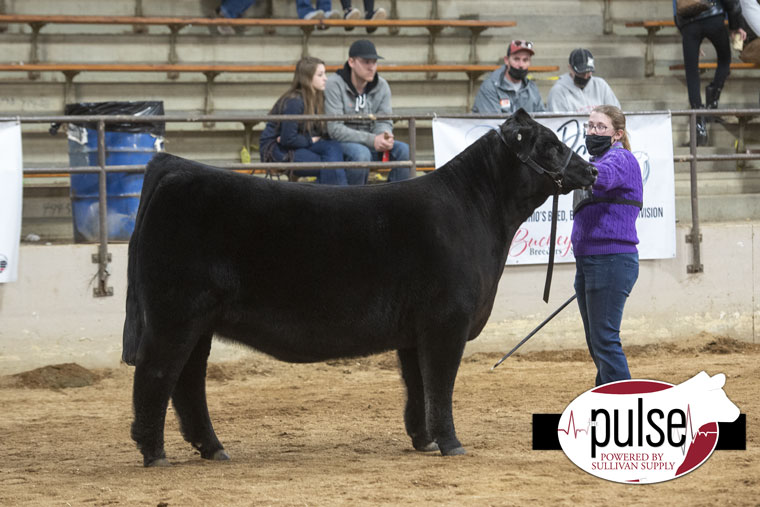 Ohio Beef Expo | Low % AOB Heifers | The Pulse