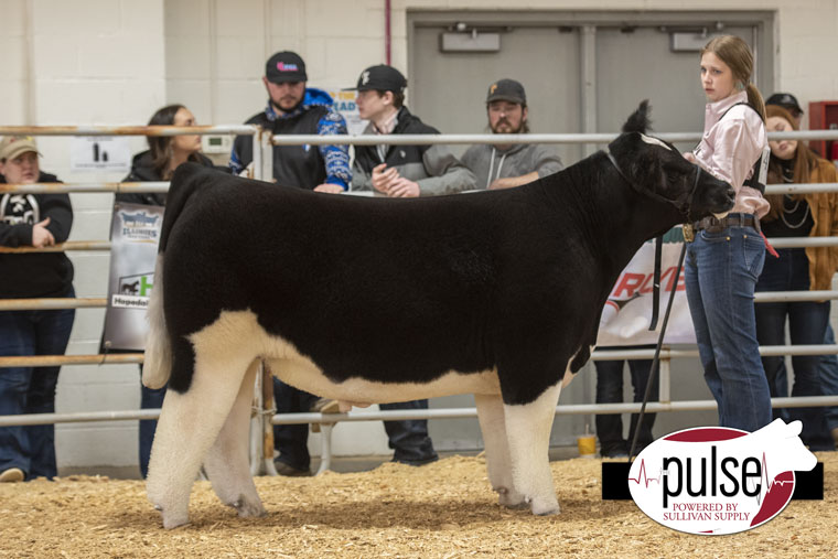 Illinois Beef Expo Ring B Simmental Steers The Pulse