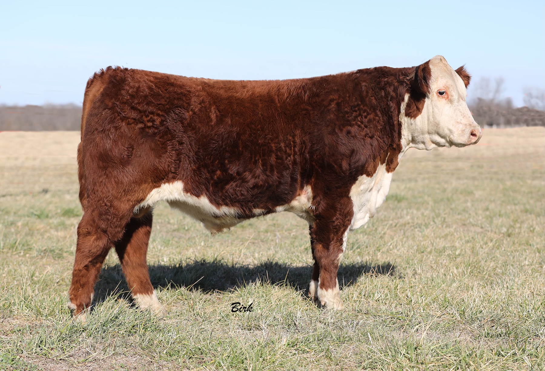 Reed Farms Registered Polled Hereford Bulls For Sale The Pulse
