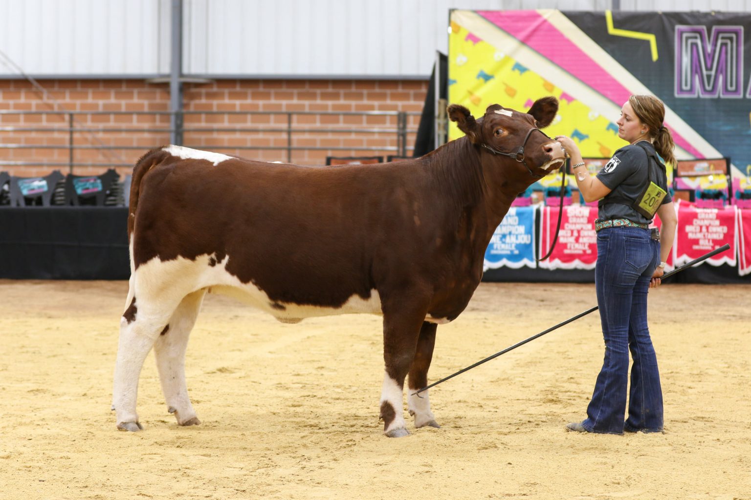 MaineAnjou National Junior Show I Fullblood Heifers The Pulse