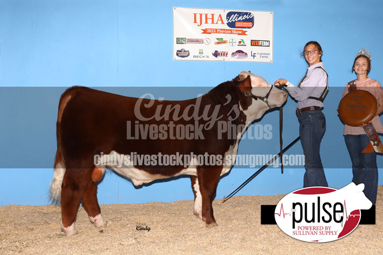 Illinois Jr. Hereford Preview Show | Bred & Owned Bulls | The Pulse