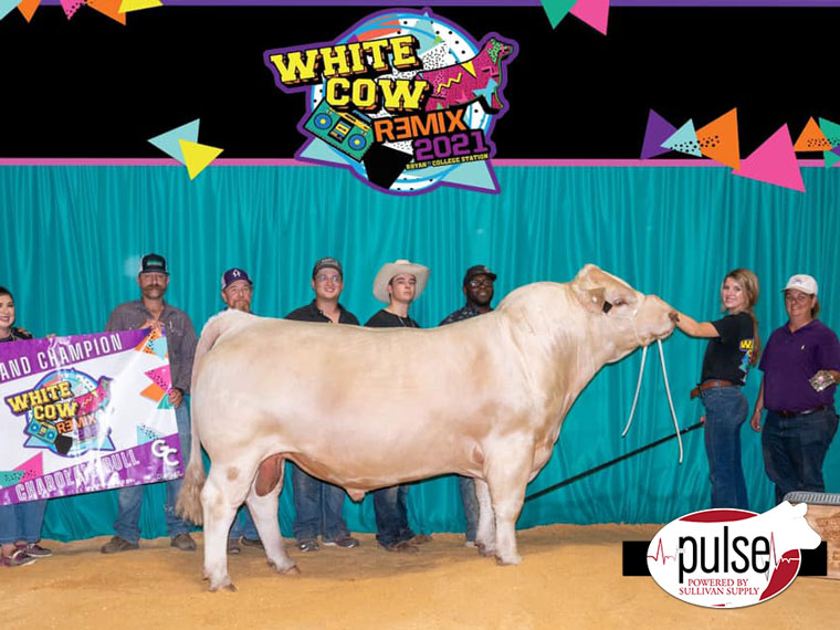 Texas State Jr. Charolais Show | Bred & Owned Bulls | The Pulse