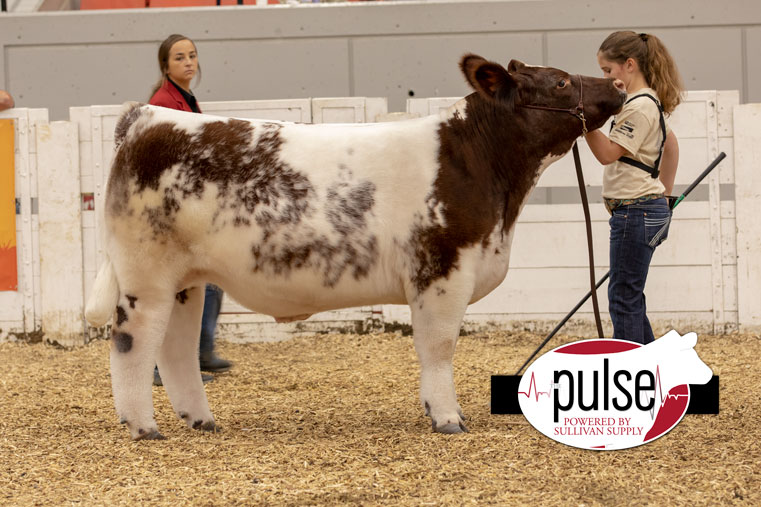 National Jr. Shorthorn Show | Shorthorn Market Steer | The Pulse