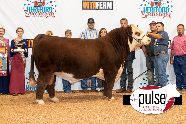 Junior National Hereford Expo Bulls The Pulse