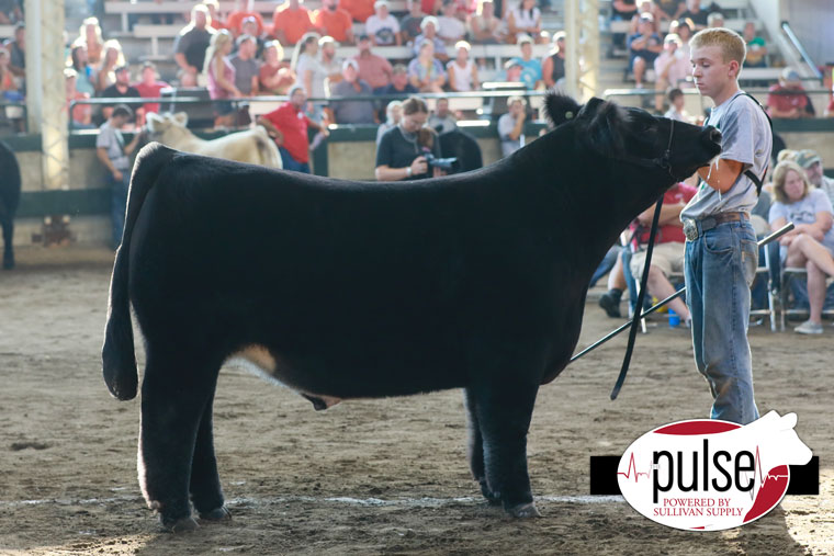 Iowa State Fair Top 5 4H Market Steers The Pulse