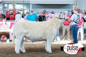 wynne steer sire char charolais