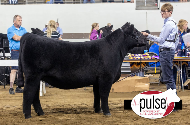 2021 Indiana State Fair | Maine-Anjou Heifers | The Pulse