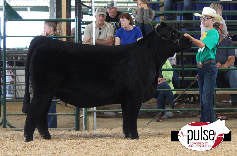 South Dakota State Fair, 4-H Breeding Heifers – Limousin