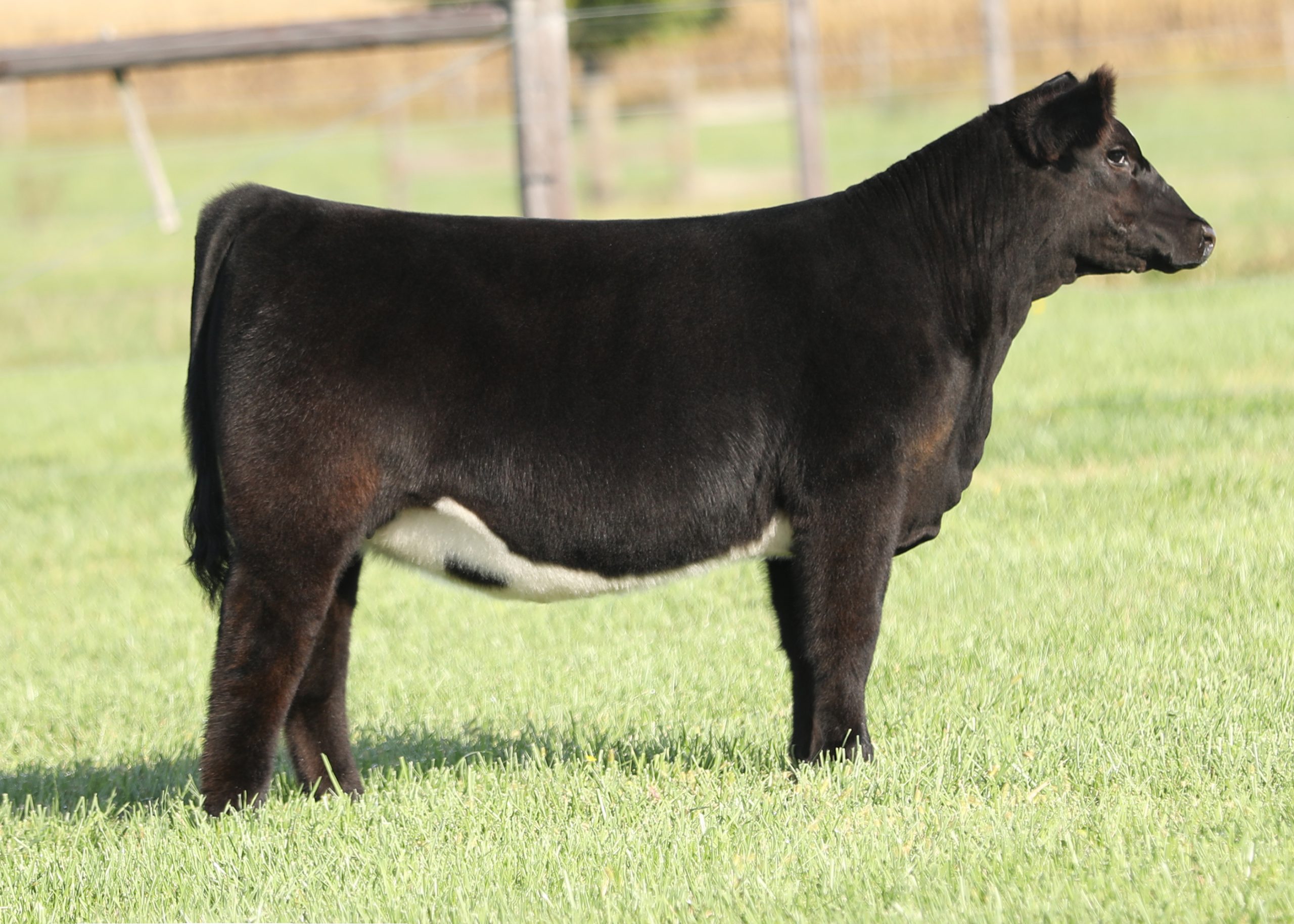 Johnson Cattle Co. Maternal Traditions Sale | The Pulse