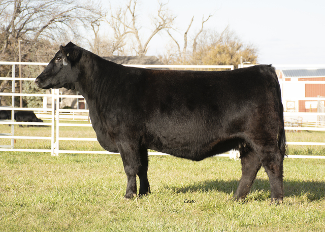 Triple J Show Cattle – Bred Female & Simangus Bull Sale | The Pulse