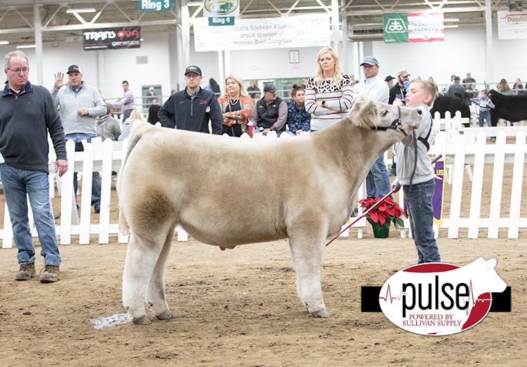 Hoosier Beef Congress Charolais Steers The Pulse