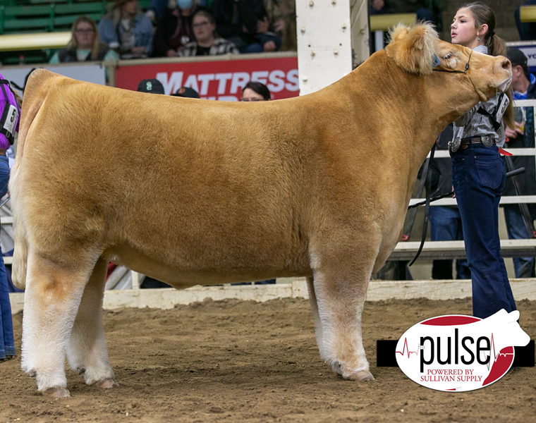 National Western Stock Show Champion Market Steer The Pulse