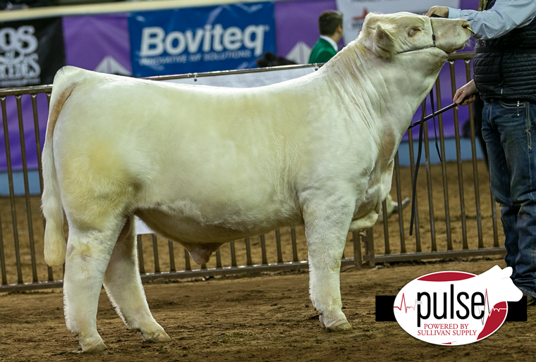 Cattlemen's Congress | Open Charolais Bulls | The Pulse