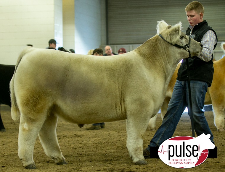 Illinois Beef Expo Market Animal AOB Steers Ring B The Pulse