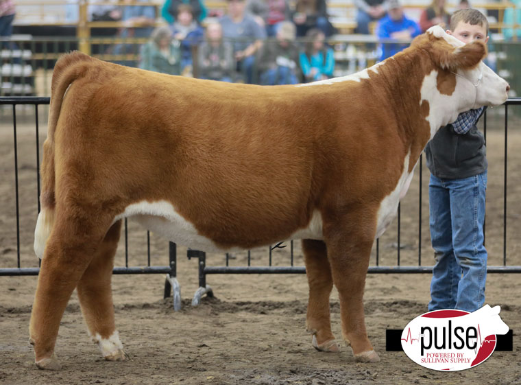 Nebraska Cattlemen’s Classic Breeding Heifers Hereford The Pulse