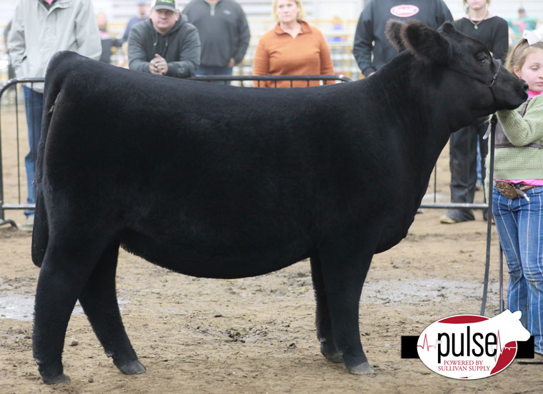 Nebraska Cattlemens Classic Breeding Heifers Foundation Simmental The Pulse