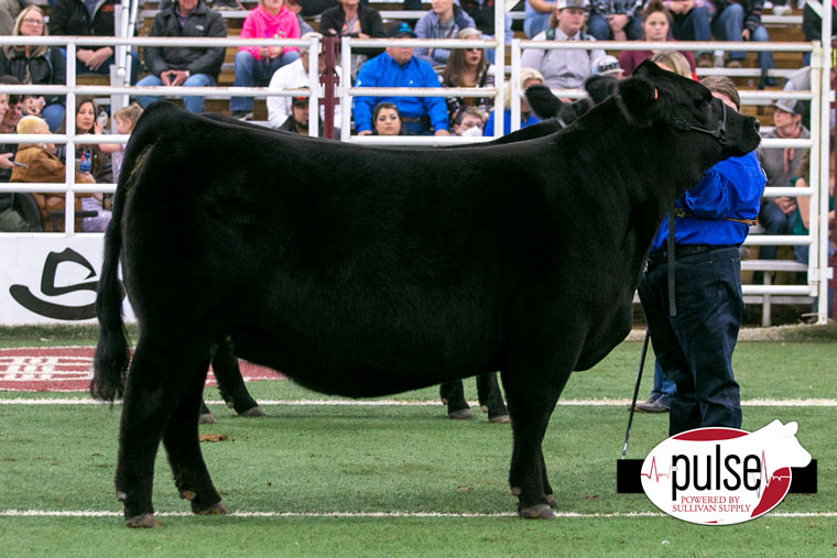 File:Open Show Grand Champion Simmental Bull (45141242651).jpg - Wikimedia  Commons