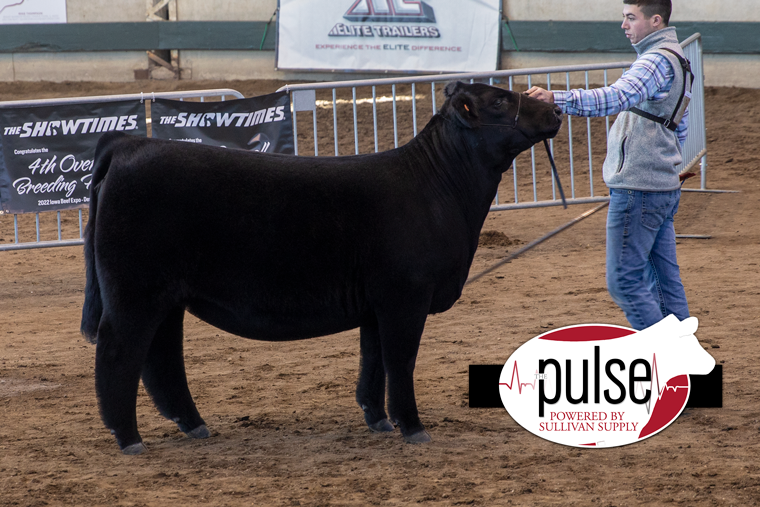 Iowa Beef Expo Breeding Heifers Maine Anjou The Pulse