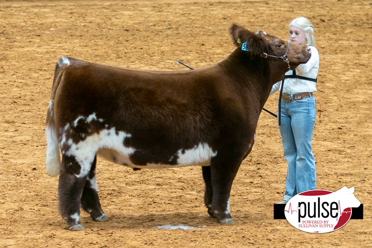 Fort Worth Stock Show | Junior Steers – Shorthorn | The Pulse