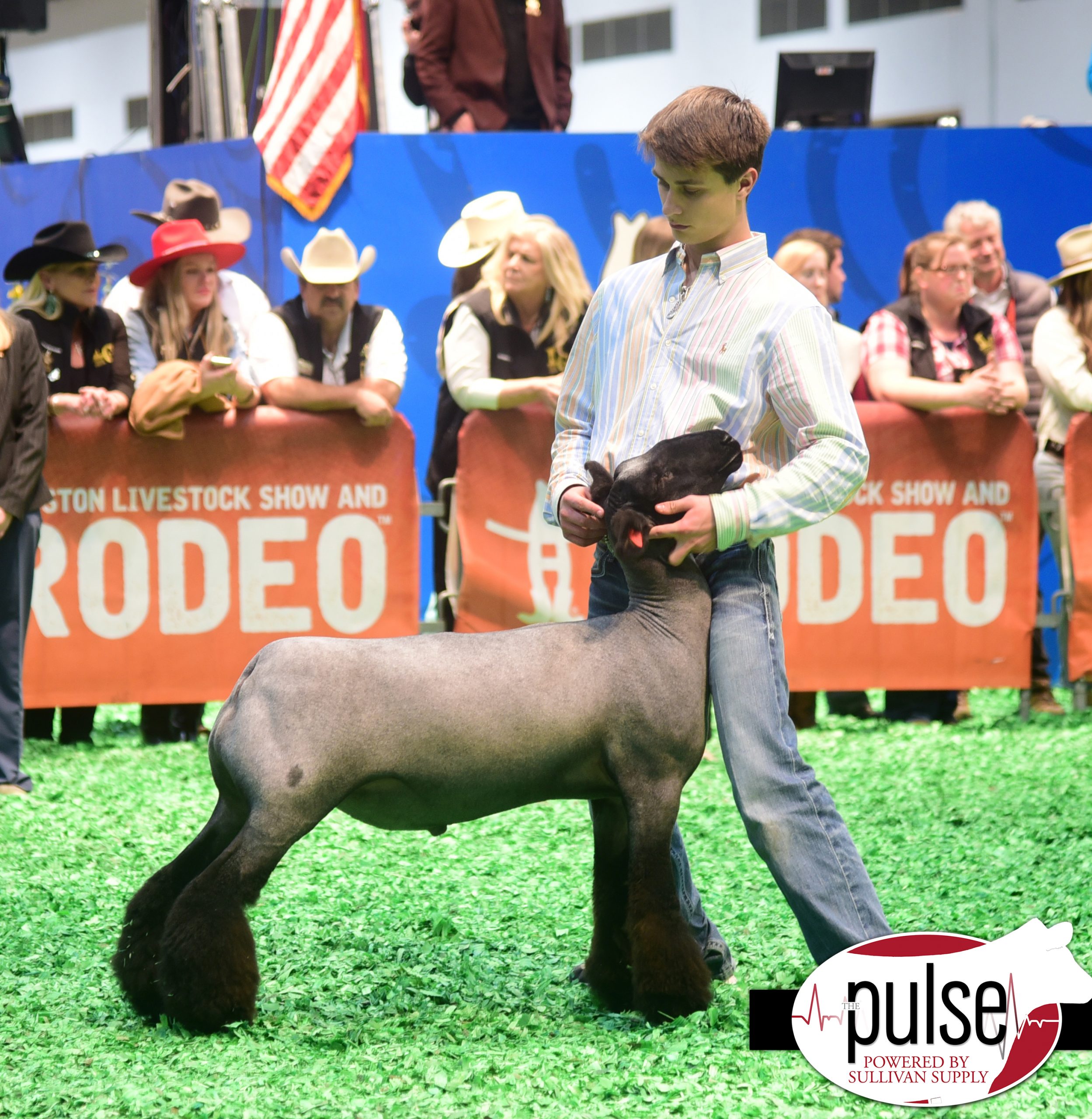 Houston Livestock Show I Market Lambs The Pulse