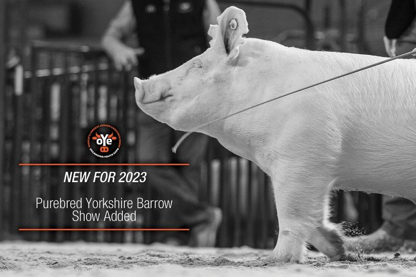 OYE Purebred Yorkshire Barrow Show Added | The Pulse
