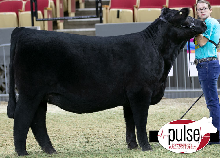 2022 AJSA National Classic | Bred And Owned Percentage Simmental ...