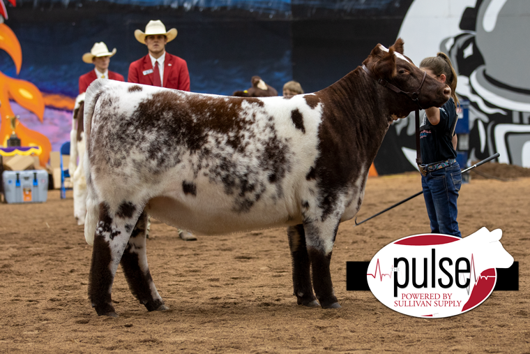 National Jr Shorthorn Show Owned Heifers Division VIII The Pulse