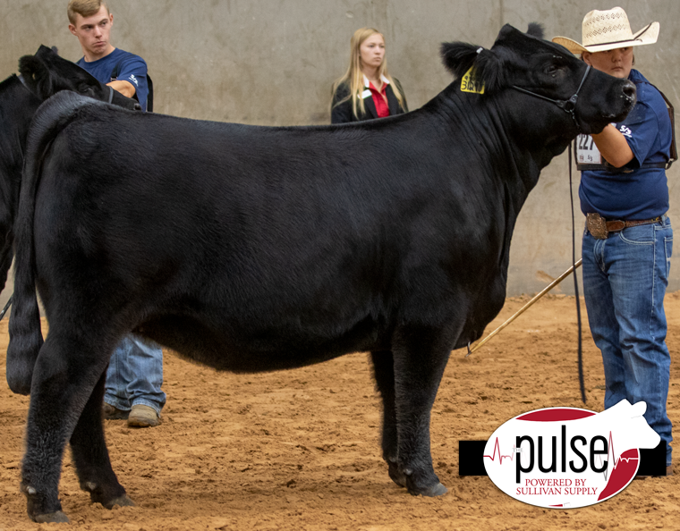 National Jr. Limousin Show Owned Limousin Heifers Division IV The