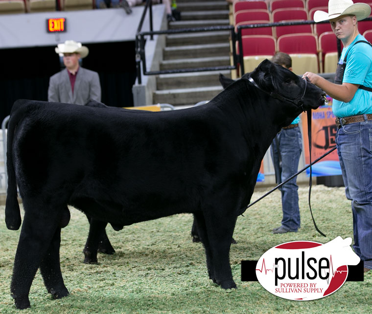 2022 AJSA National Classic Bred and Owned Purebred Simmental Bulls