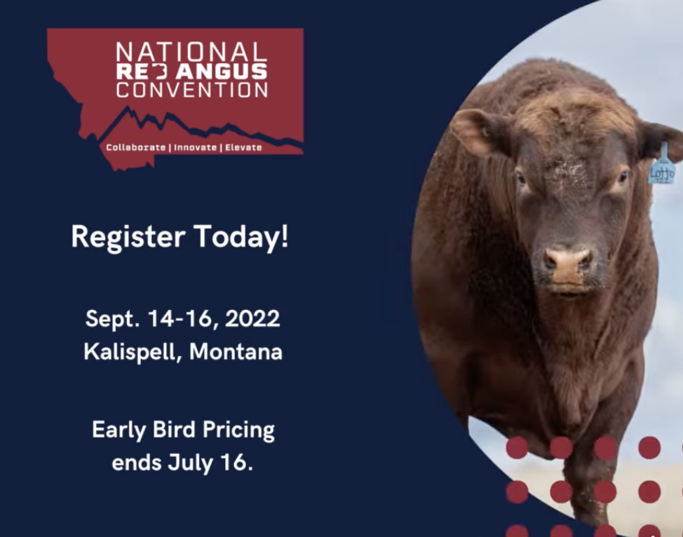 National Red Angus Convention Registration Open The Pulse