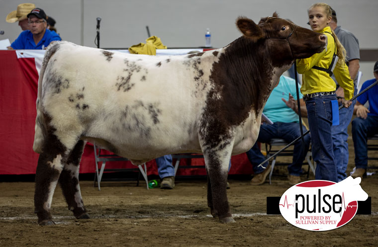 2022 Indiana State Fair | Shorthorn Steers | The Pulse