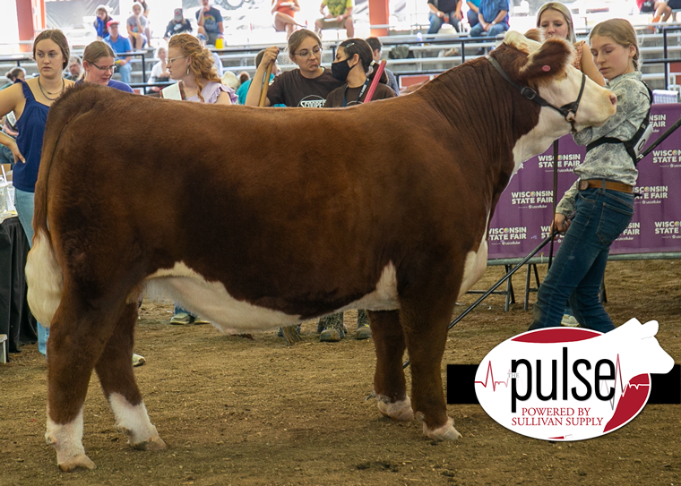 Wisconsin State Fair | Market Steers – Hereford | The Pulse