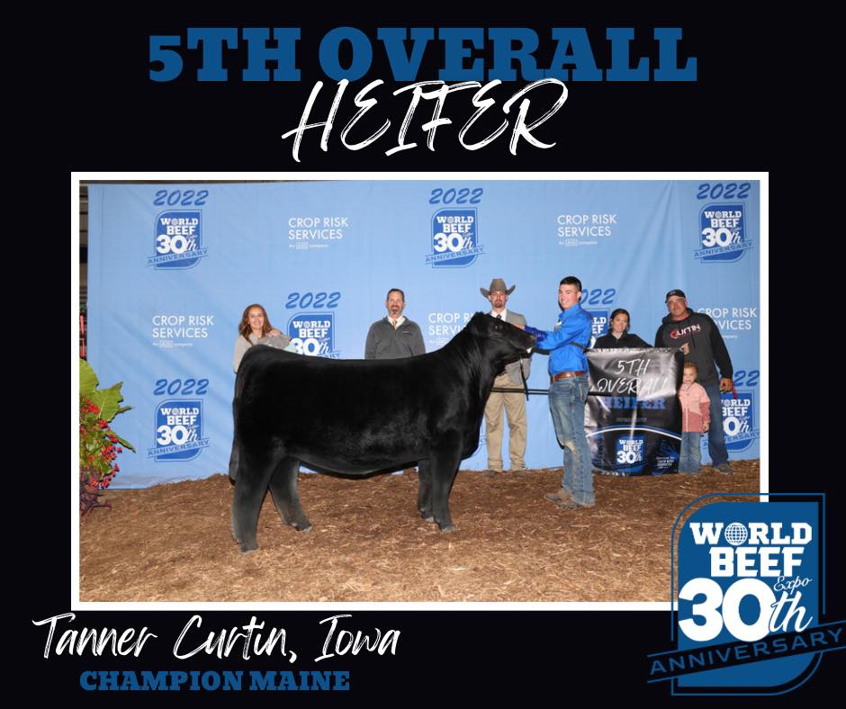 World Beef Expo Top 5 Breeding Heifers The Pulse