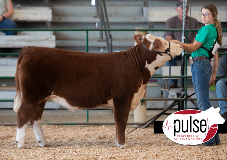 South Dakota State Fair | Miniature Hereford 4-H Heifers | The Pulse