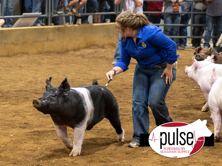 Arkansas Youth Expo Market Hogs The Pulse 