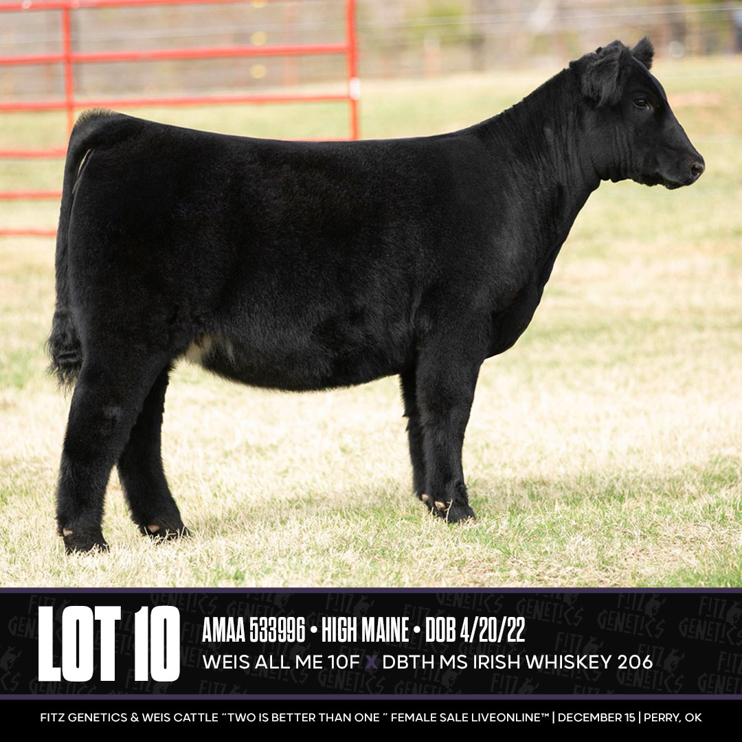 SALE DAY | Fitz Genetics & Weis Cattle Female Sale LiveOnline™ | The Pulse