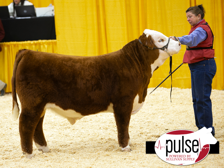 Western States Hereford Show | Horned Bull Show – Division II | The Pulse