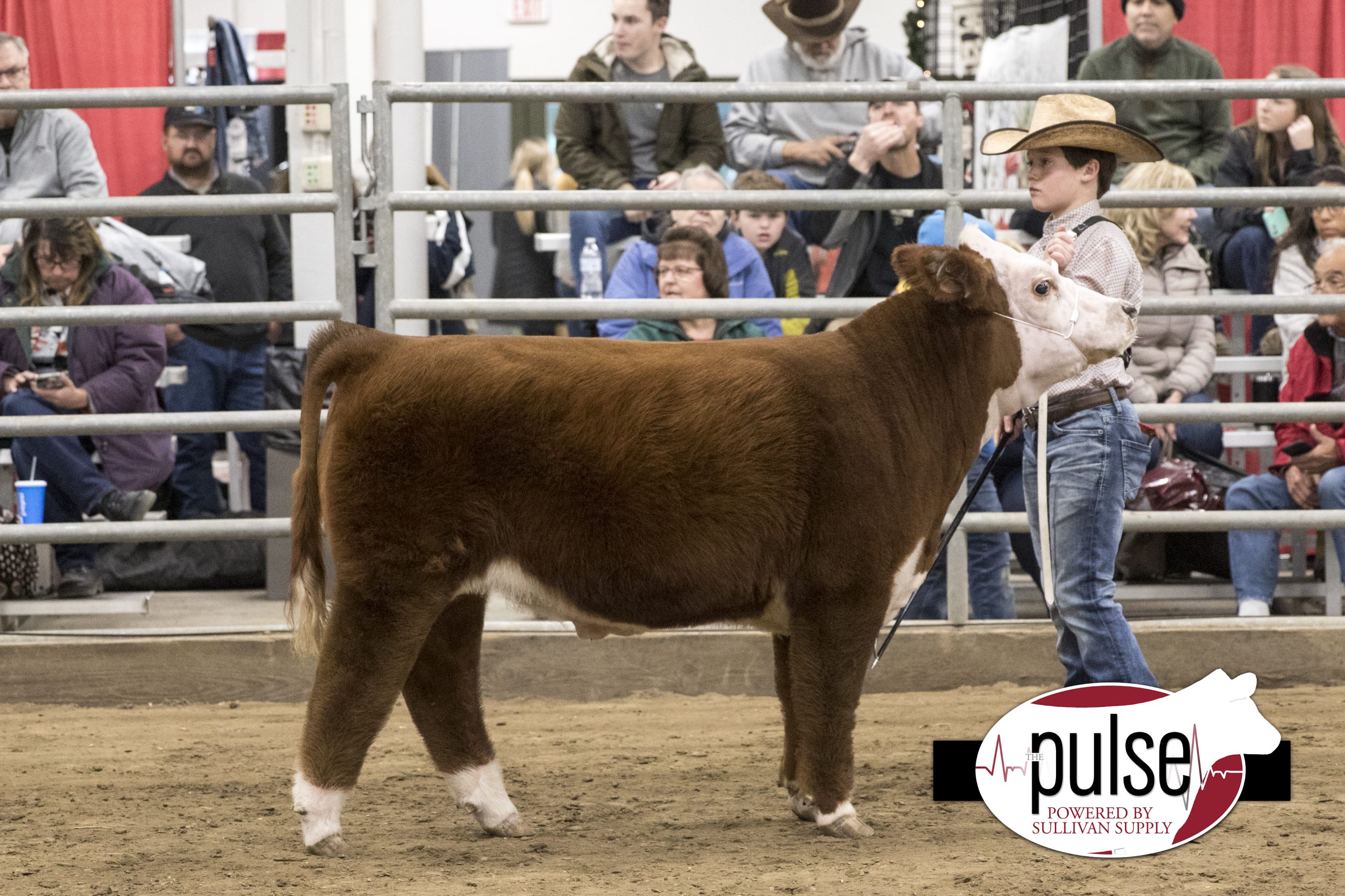 Hoosier Beef Congress Mini Hereford Steers The Pulse