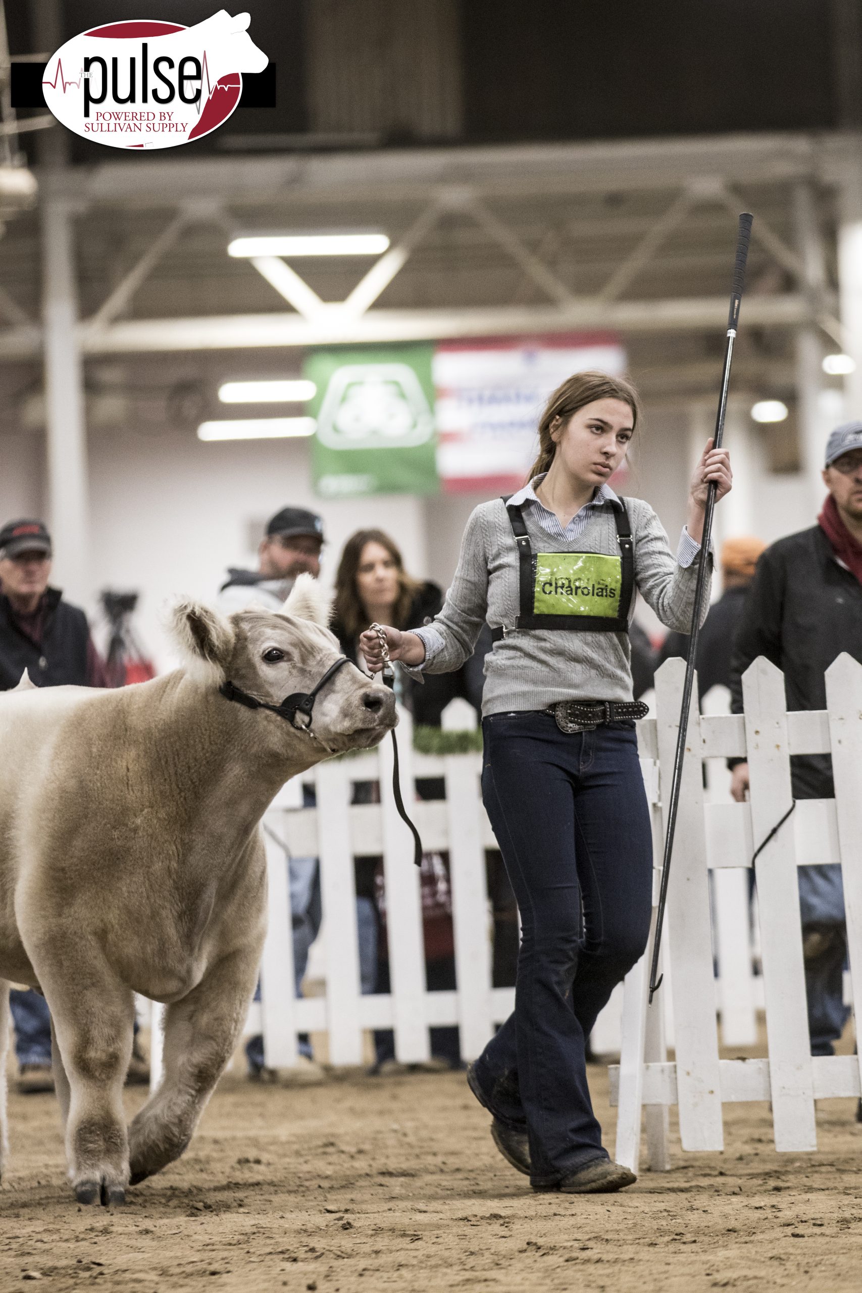 Hoosier Beef Congress Into it in Indy The Pulse