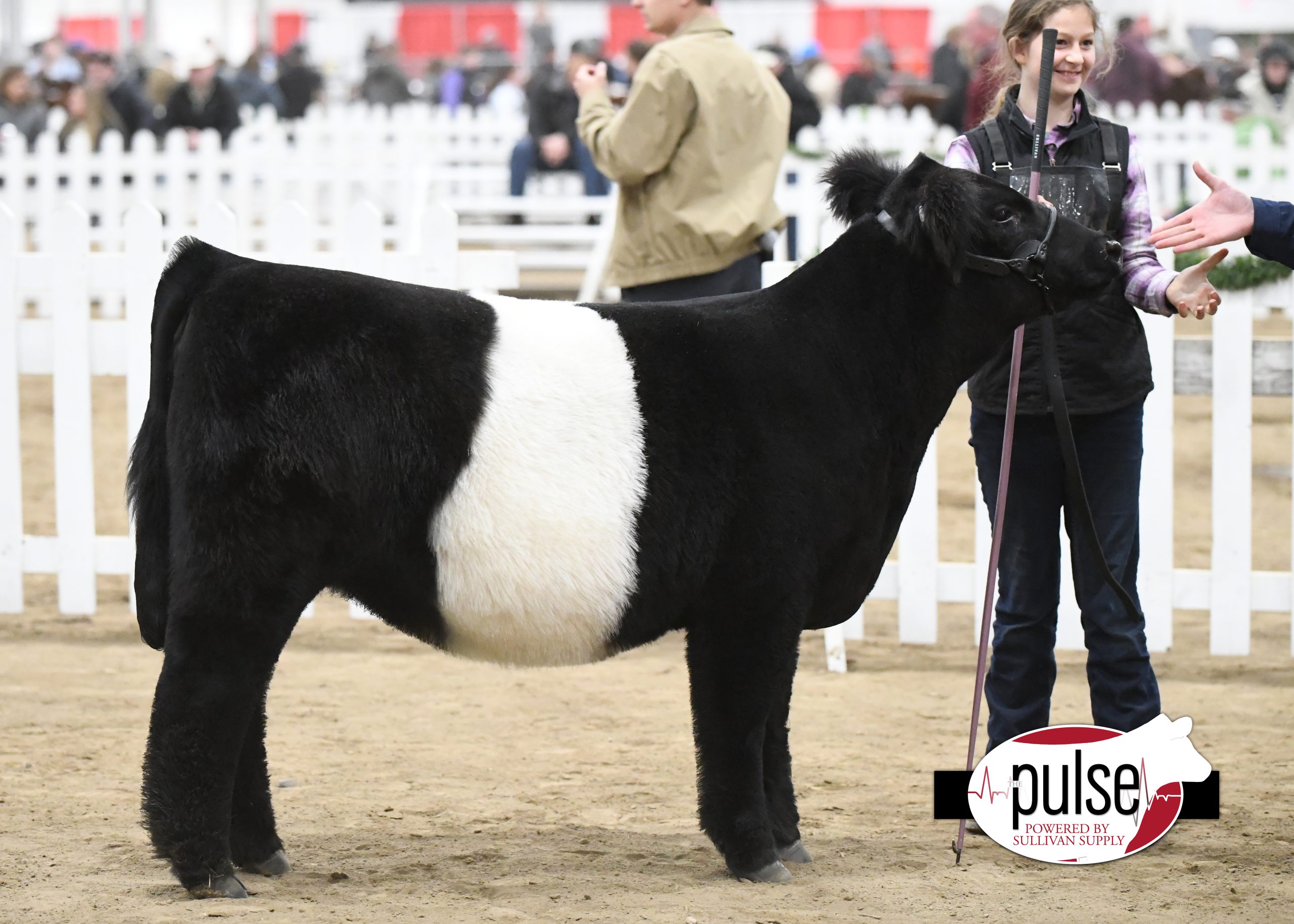 Hoosier Beef Congress Belted Galloway Heifers The Pulse