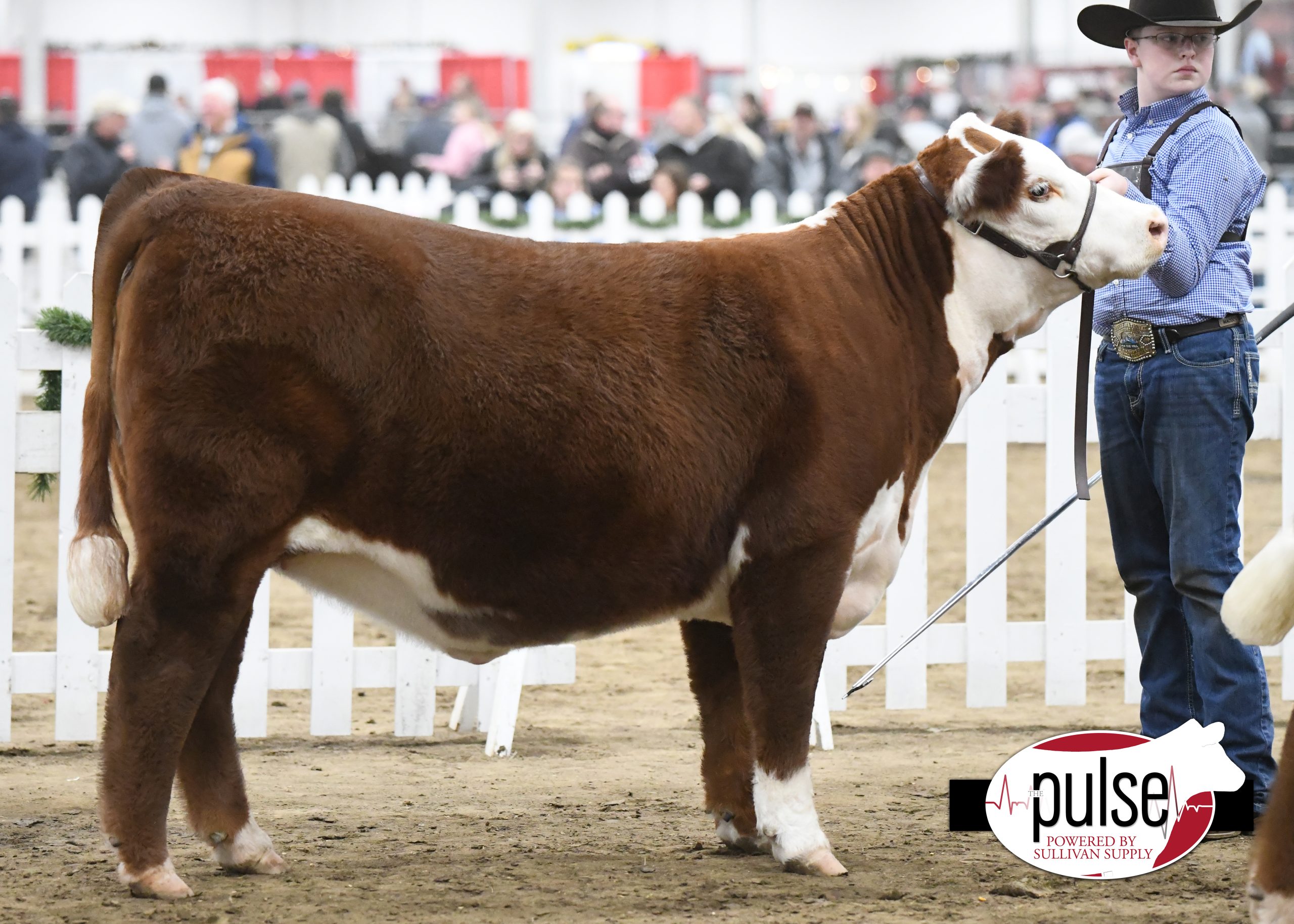 Hoosier Beef Congress Hereford Heifers Div. III The Pulse