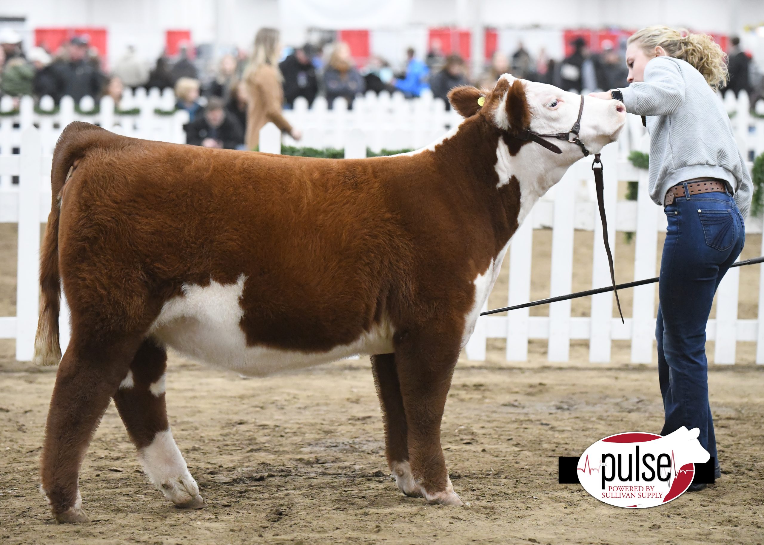 Hoosier Beef Congress Hereford Heifers Div. I The Pulse